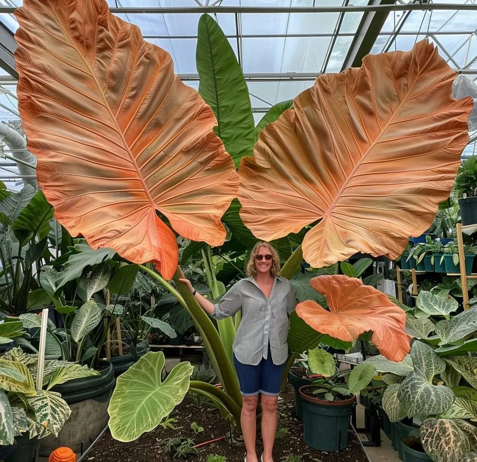 ShadeJewel – 🌿Garden Favorite Hosta Bulbs, Rare & Beautiful Perennial Plants🎁