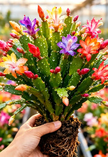 🦀CactusBloom – Mix Colors Schlumbergera Bulbs, Easy-Care Blooms in Every Shade, Even in Winter ❄️🌈