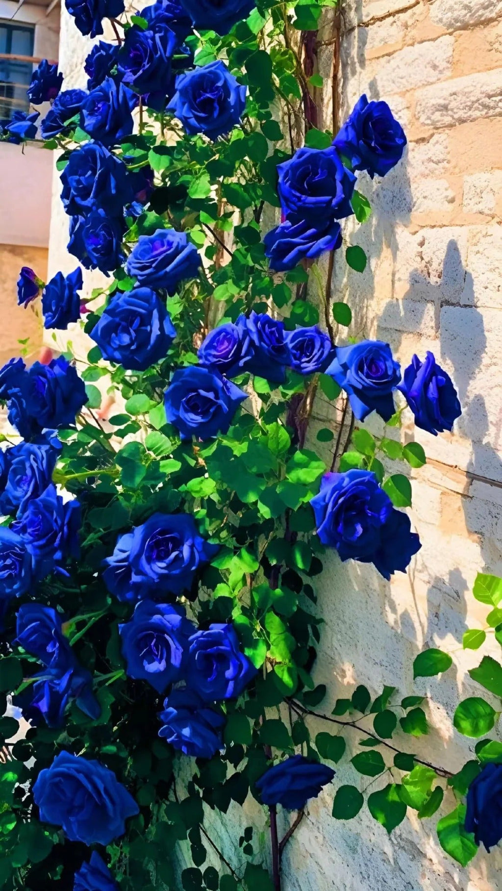 💙 BlueEnchantress – Classic Blue Rose Seeds for Mystical Garden Blooms