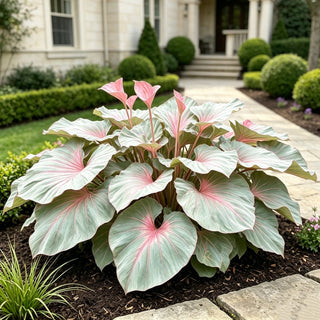 ShadeJewel – 🌿Garden Favorite Hosta Bulbs, Rare & Beautiful Perennial Plants🎁