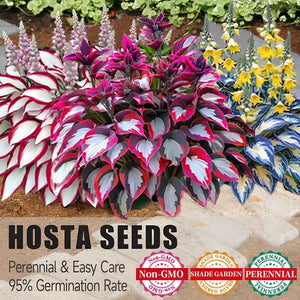 🔥ShadeLush – Premium Rare Hosta Seeds🌿Shade-Tolerant Plant