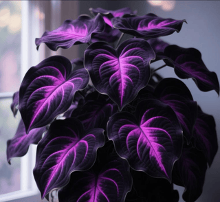 ShadeJewel – 🌿Garden Favorite Hosta Bulbs, Rare & Beautiful Perennial Plants🎁