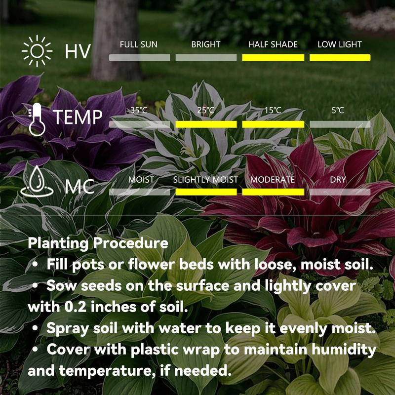 ShadeJewel – 🌿Garden Favorite Hosta Bulbs, Rare & Beautiful Perennial Plants🎁