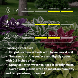 ShadeJewel – 🌿Garden Favorite Hosta Bulbs, Rare & Beautiful Perennial Plants🎁