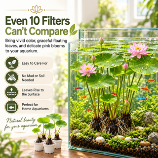 🐟Hydroponic red lotus roots🌿 Turn Your Aquarium into a Living Garden