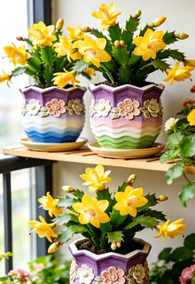 🦀CactusBloom – Mix Colors Schlumbergera Bulbs, Easy-Care Blooms in Every Shade, Even in Winter ❄️🌈