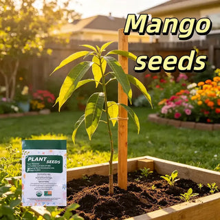 🥭 Golden Honey Mango Seeds – Grow Sweet Mangoes at Home