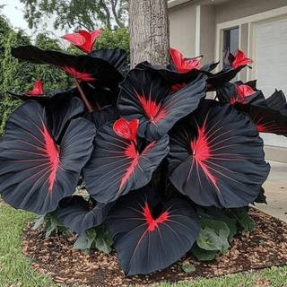 ShadeJewel – 🌿Garden Favorite Hosta Bulbs, Rare & Beautiful Perennial Plants🎁