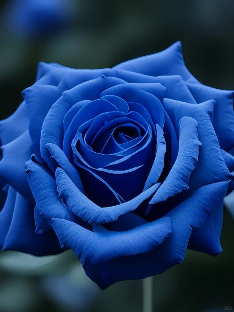 💙 BlueEnchantress – Classic Blue Rose Seeds for Mystical Garden Blooms