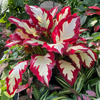ShadeJewel – 🌿Garden Favorite Hosta Bulbs, Rare & Beautiful Perennial Plants🎁