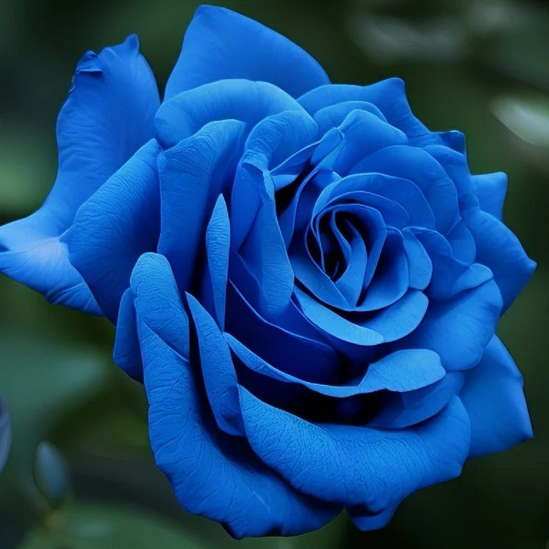 💙 BlueEnchantress – Classic Blue Rose Seeds for Mystical Garden Blooms