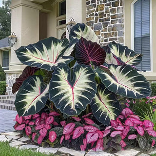 ShadeJewel – 🌿Garden Favorite Hosta Bulbs, Rare & Beautiful Perennial Plants🎁
