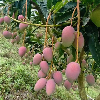 🌴 Silky-Sweet & Juicy Mango Tree Seeds – Tropical Flavor at Home 🌴
