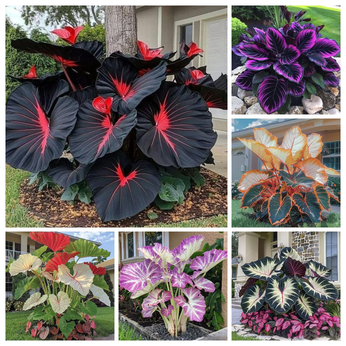 ShadeJewel – 🌿Garden Favorite Hosta Bulbs, Rare & Beautiful Perennial Plants🎁