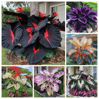 ShadeJewel – 🌿Garden Favorite Hosta Bulbs, Rare & Beautiful Perennial Plants🎁