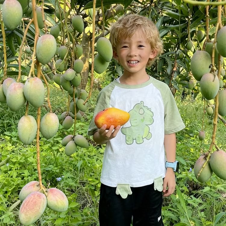 🌴 Silky-Sweet & Juicy Mango Tree Seeds – Tropical Flavor at Home 🌴