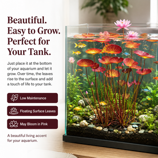Hydroponic red lotus roots
