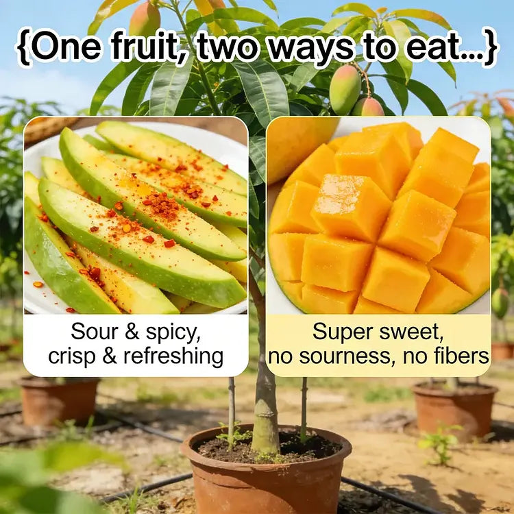 🥭 Golden Honey Mango Seeds – Grow Sweet Mangoes at Home