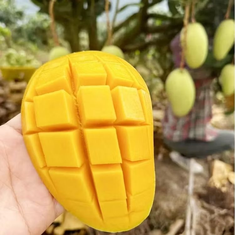 🌴 Silky-Sweet & Juicy Mango Tree Seeds – Tropical Flavor at Home 🌴