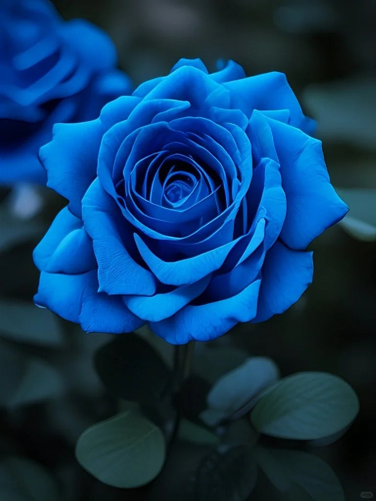 💙 BlueEnchantress – Classic Blue Rose Seeds for Mystical Garden Blooms
