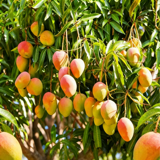 Mango tree carrying many fruits