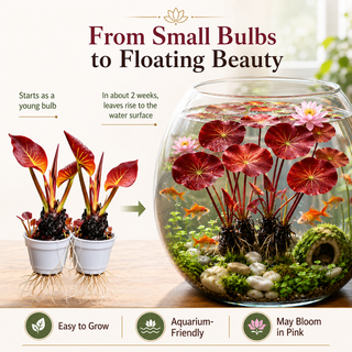 Hydroponic red lotus roots