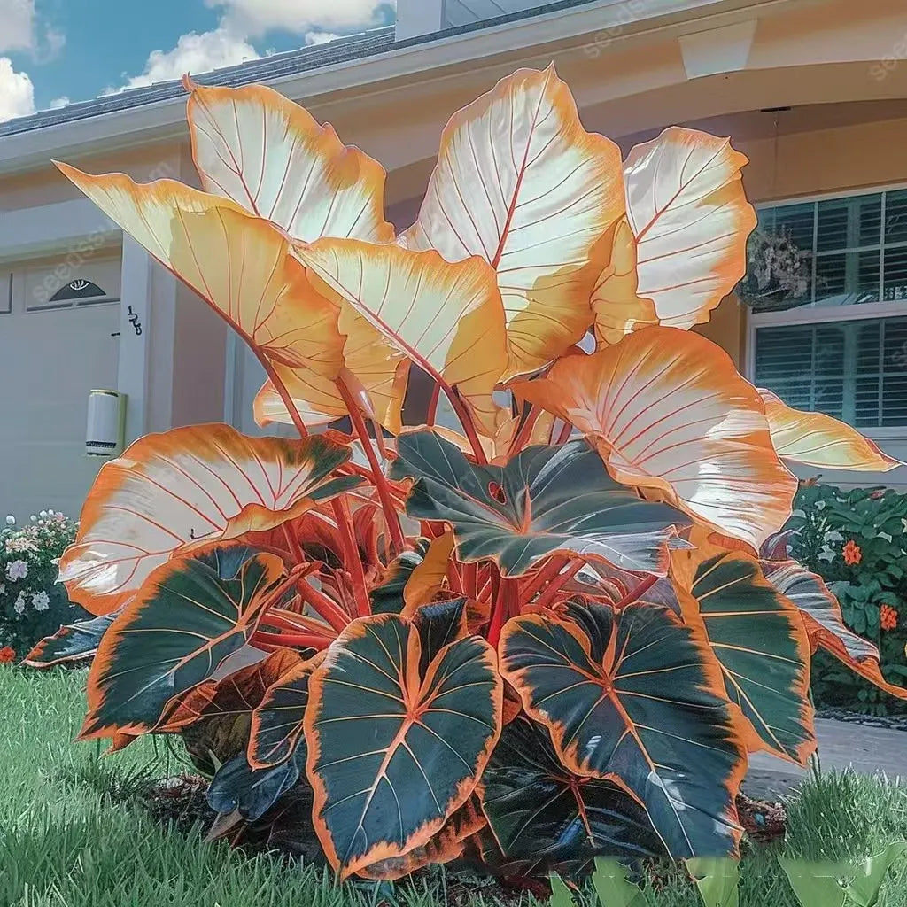 ShadeJewel – 🌿Garden Favorite Hosta Bulbs, Rare & Beautiful Perennial Plants🎁