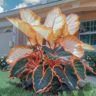 ShadeJewel – 🌿Garden Favorite Hosta Bulbs, Rare & Beautiful Perennial Plants🎁