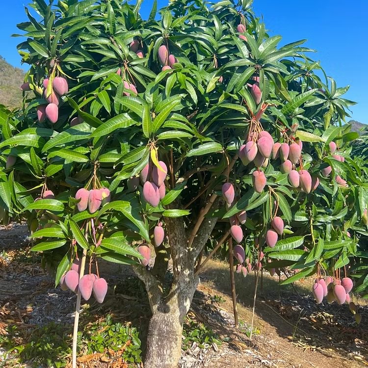 🌴 Silky-Sweet & Juicy Mango Tree Seeds – Tropical Flavor at Home 🌴