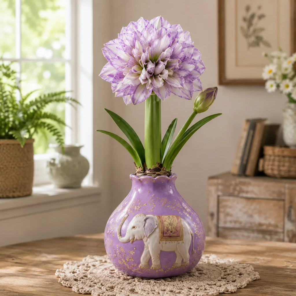 BloomWax – 🔥 No Soil! No Water! Just Blooms! 🌺 Waxed Double Amaryllis Bulbs