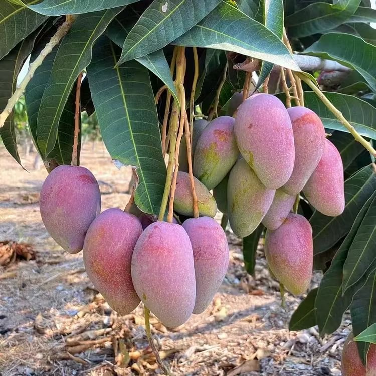 🌴 Silky-Sweet & Juicy Mango Tree Seeds – Tropical Flavor at Home 🌴