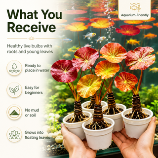 Hydroponic red lotus roots