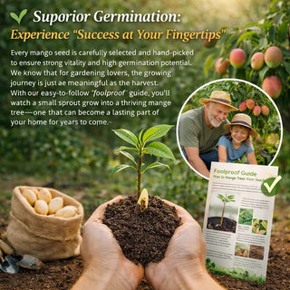🥭 Golden Honey Mango Seeds – Grow Sweet Mangoes at Home