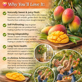 🥭 HoneyMango – Golden Honey Dwarf Mango Tree Seeds