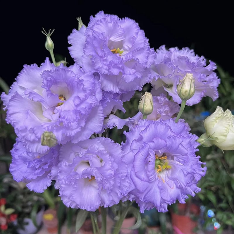 FloraDelight - Thornless Roses in Pink, Blue & Purple