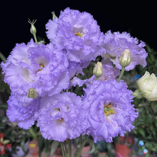 FloraDelight - Thornless Roses in Pink, Blue & Purple