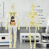 AnatoView – 3D Clear Body Structure Model