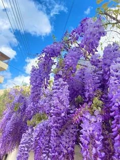 EndlessBloom – Cascading Garden Elegance
