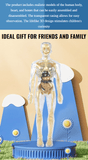 AnatoGenius - Human Body Construction Toy