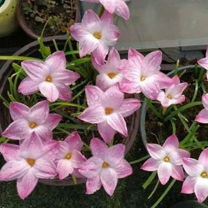 PetalBurst - Fast Bloom Flower Bulbs