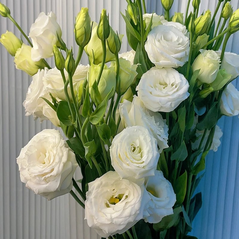 PetalSerenity – Premium Lisianthus Seeds