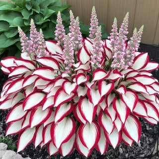 CalmBloom - Perennial Hosta Seeds for Soothing Green Corners
