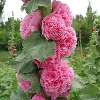Pollinator’s Paradise - Cottage Garden Seeds
