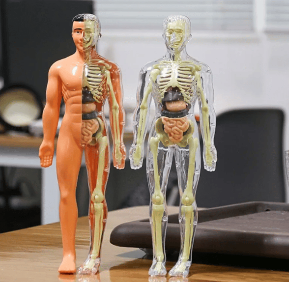 AnatoGenius - Human Body Construction Toy