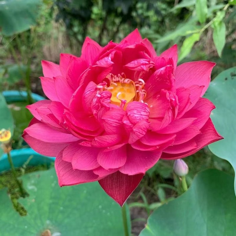 LotusBloom – Sacred Bonsai Bowl Seeds
