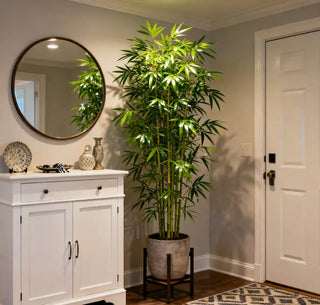 ProsperPlant - Bamboo Cypress Evergreen Seeds