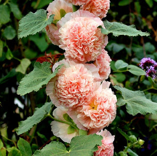 BloomMajesty – Premium Double Hollyhock Seeds