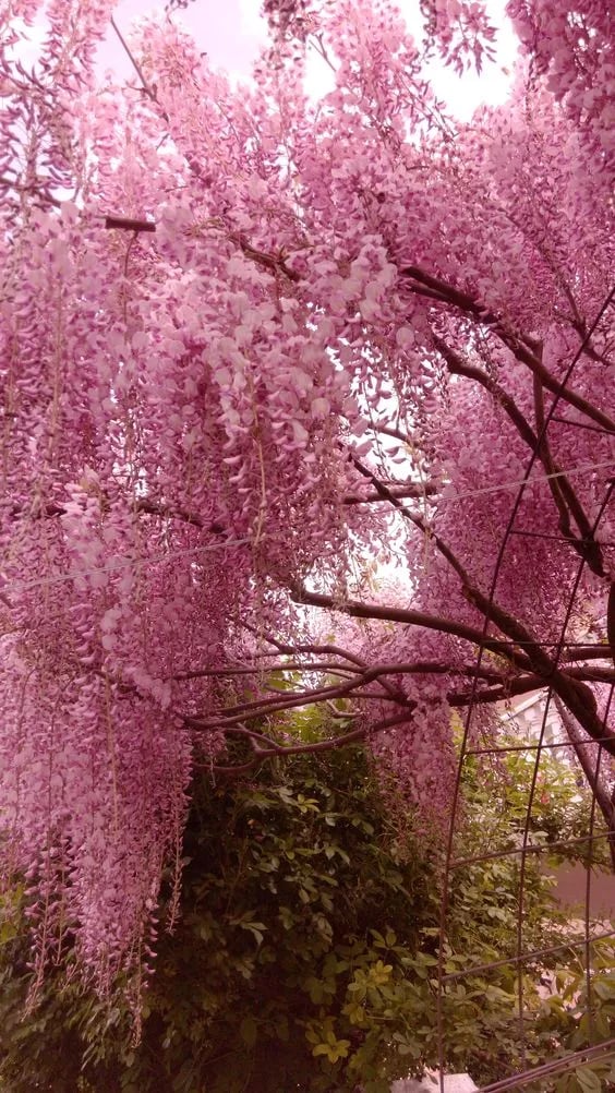 EndlessBloom – Cascading Garden Elegance