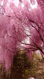 EndlessBloom – Cascading Garden Elegance