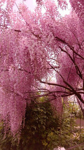 EndlessBloom – Cascading Garden Elegance